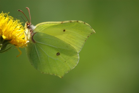 Rosmarie Neumann - Butterfly